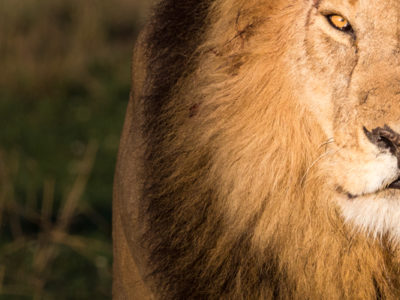 León macho Masai Mara