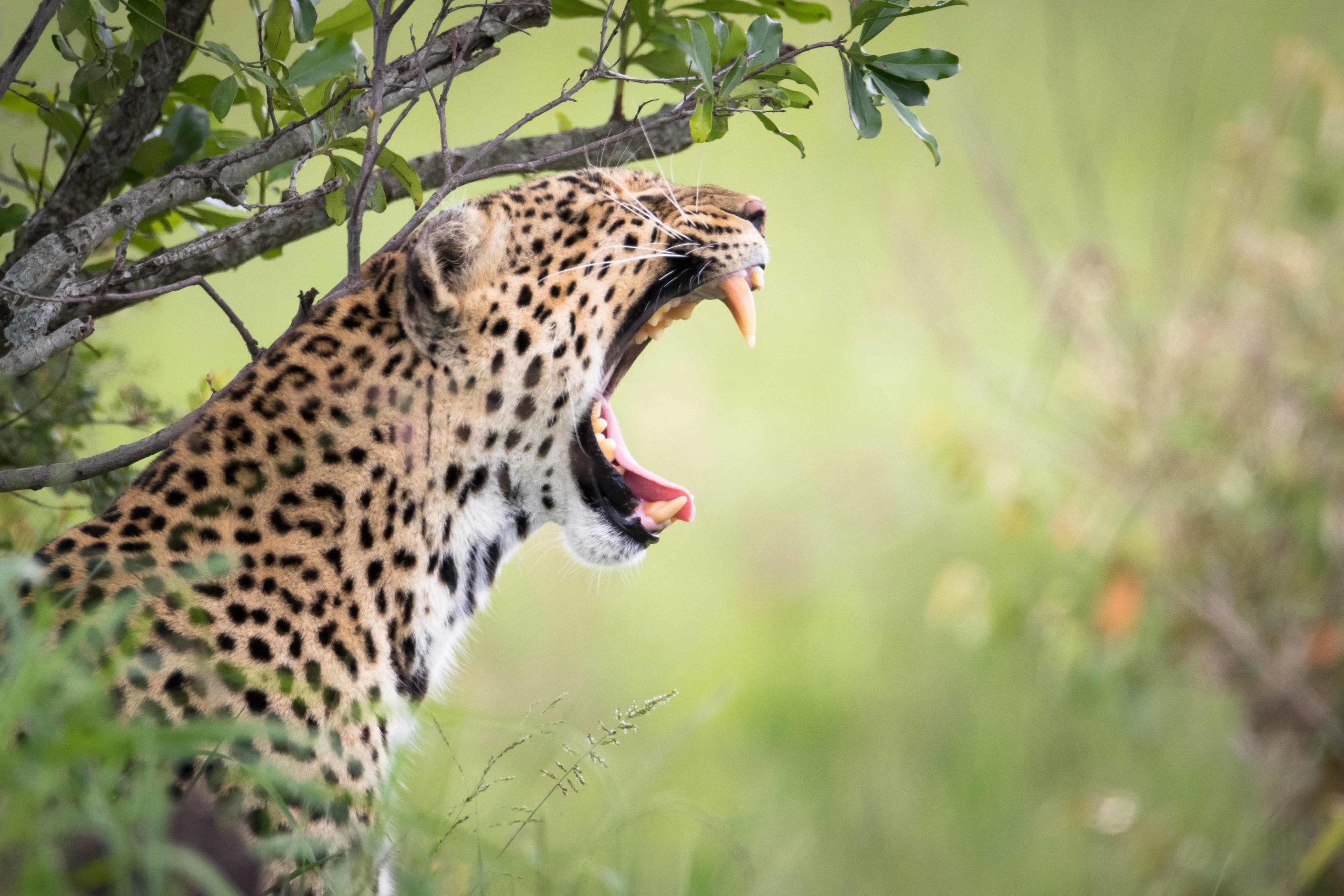 Leopardo Masai Mara