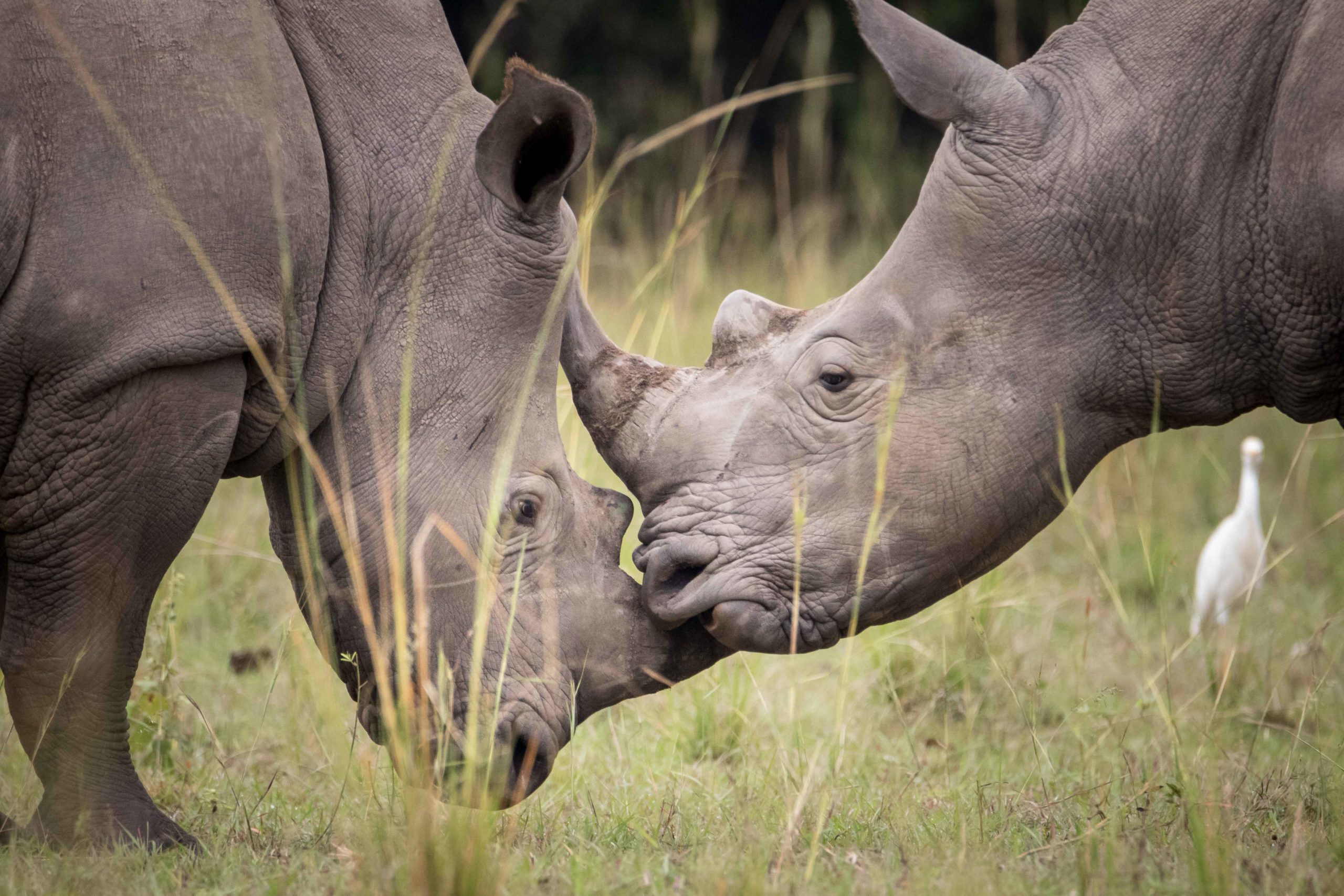 Rinocerontes en safari en Kenia. 5 días de safari en Kenia.