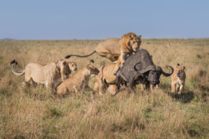 Cacería leones a búfalo en Maasai Mara