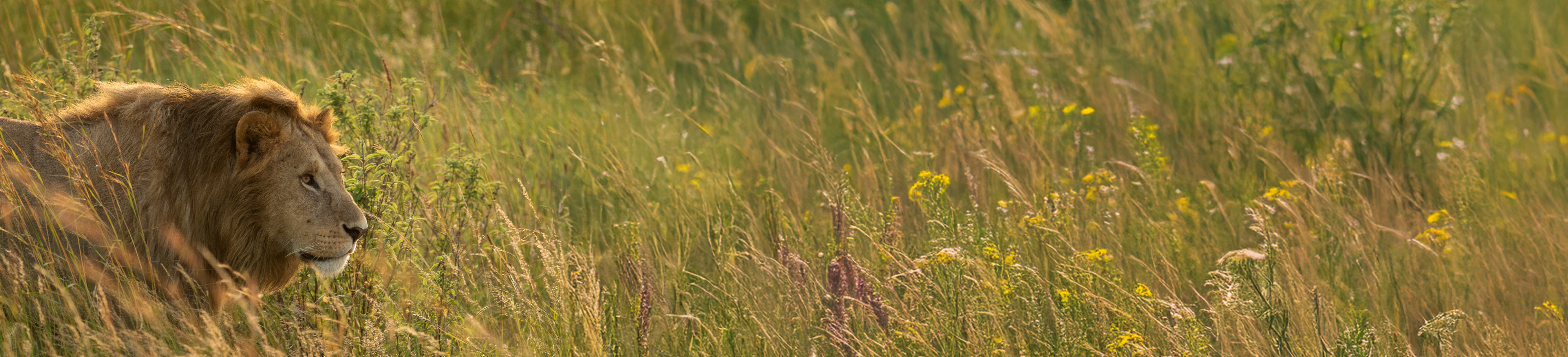 Safaris en África este 2026