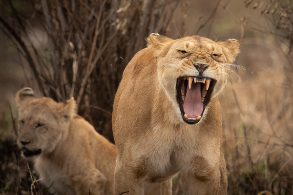 Samburu