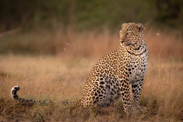 Tanzania