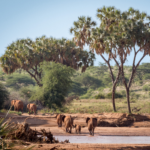 Samburu