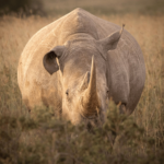 Nakuru