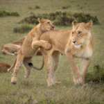 Serengeti