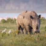 Lago Nakuru