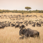Serengeti norte