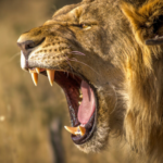 Masai Mara