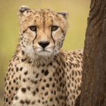 Masai Mara