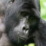 Bwindi
