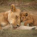 Masai Mara