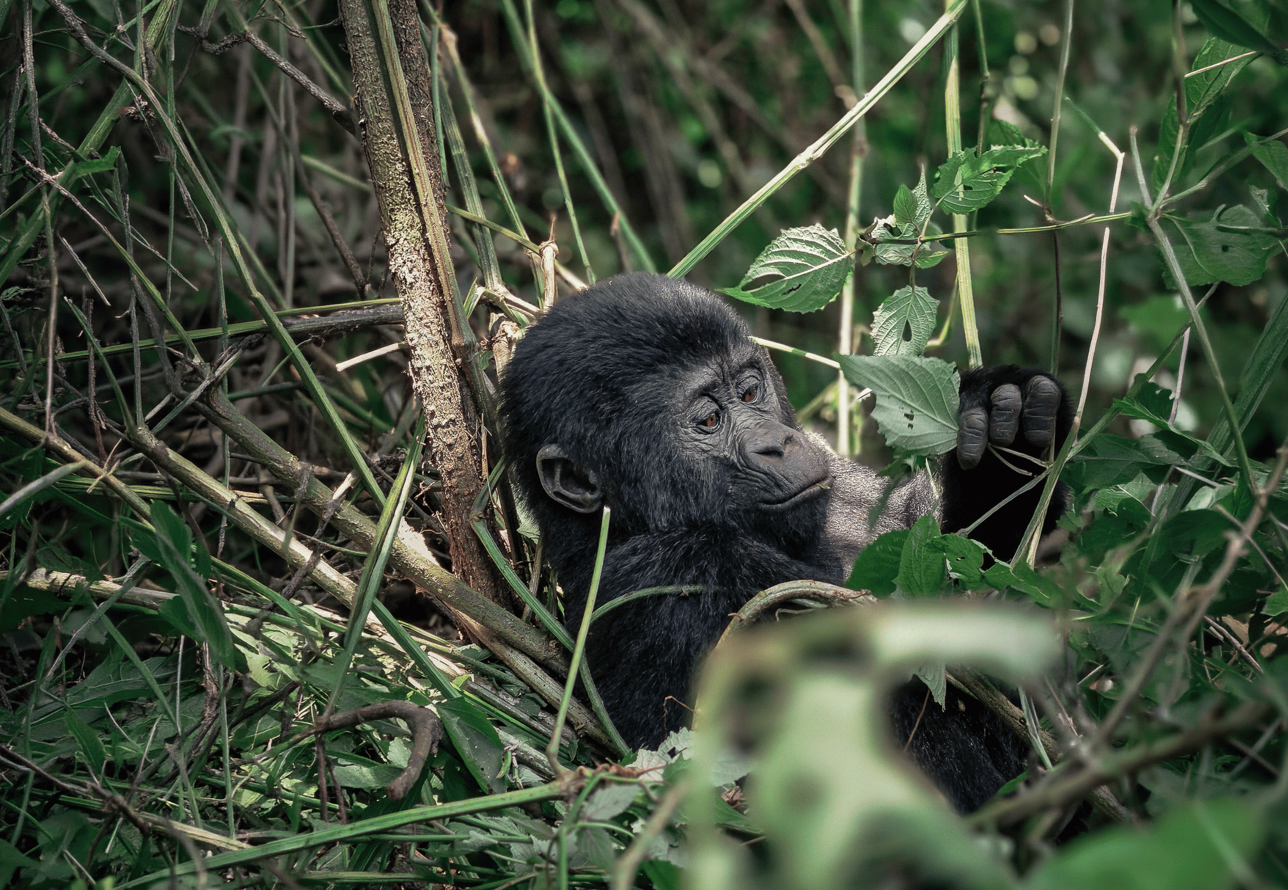 Uganda